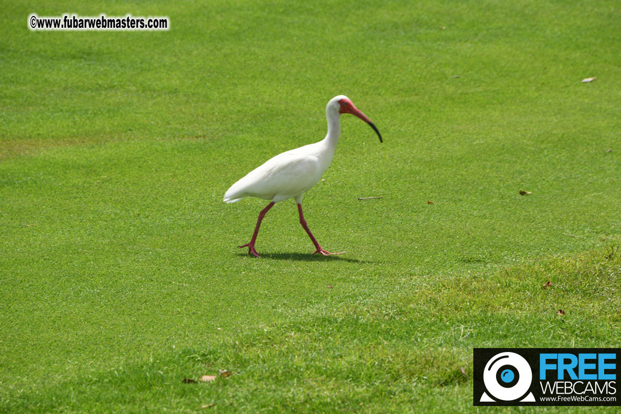 XBIZ Golf Tournament