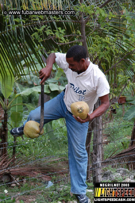 Plantation Ride  2003