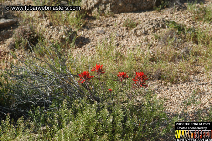 Desert Hummer Tour 2003