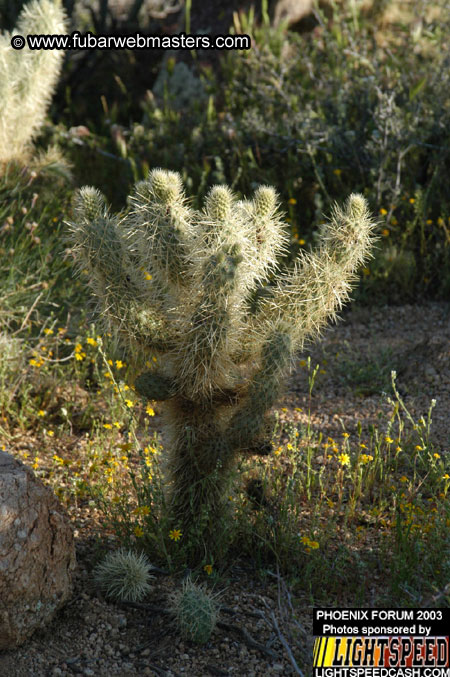 Desert Hummer Tour 2003