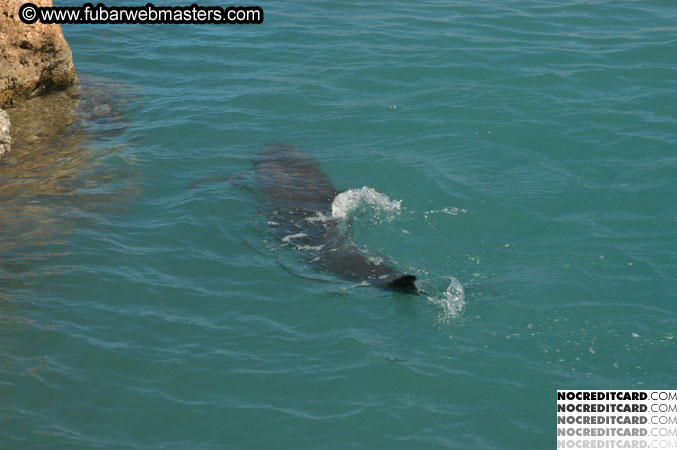 Encounter the Dolphins 2003