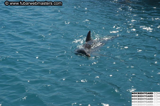 Encounter the Dolphins 2003