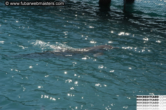 Encounter the Dolphins 2003