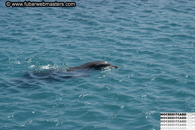 Encounter the Dolphins 2003