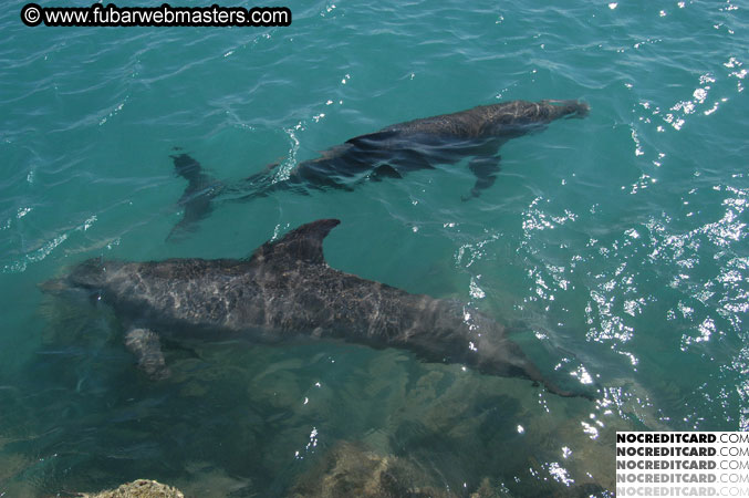 Encounter the Dolphins 2003