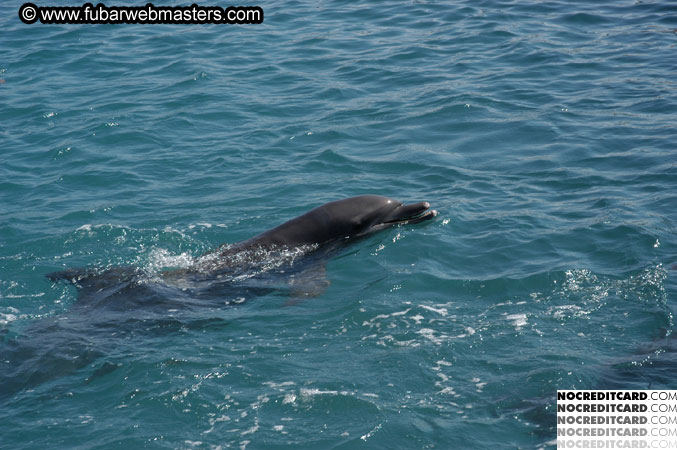 Encounter the Dolphins 2003