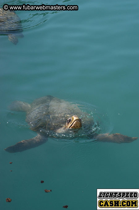 Encounter the Dolphins 2003