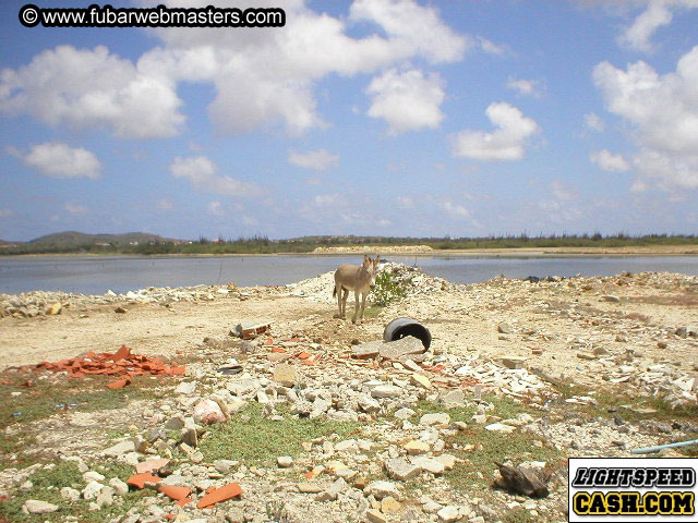 Bonaire Snorkeling 2003