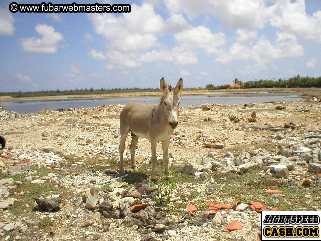 Bonaire Snorkeling 2003