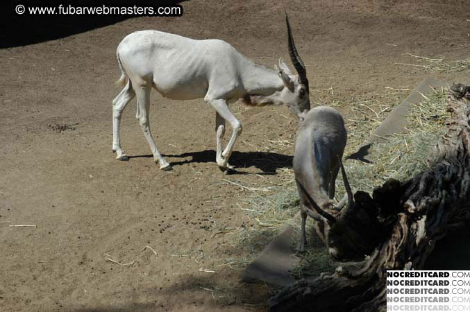 The Heavy Petting Zoo Tour 2004