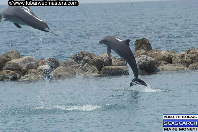 Local Billing Dolphin Encounter and Swim 2005