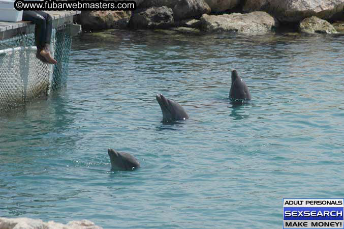 Local Billing Dolphin Encounter and Swim 2005