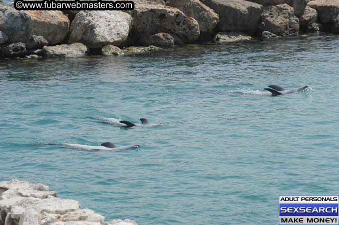 Local Billing Dolphin Encounter and Swim 2005