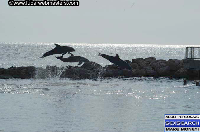 Local Billing Dolphin Encounter and Swim 2005