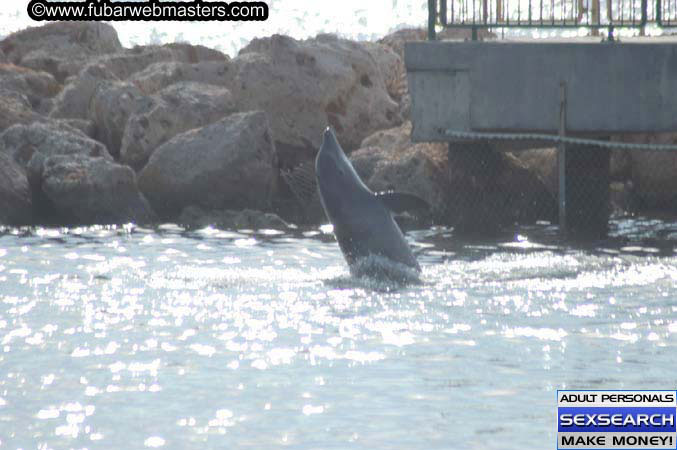 Local Billing Dolphin Encounter and Swim 2005