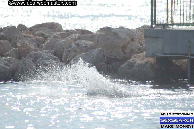 Local Billing Dolphin Encounter and Swim 2005