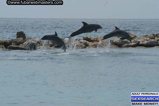 Local Billing Dolphin Encounter and Swim 2005