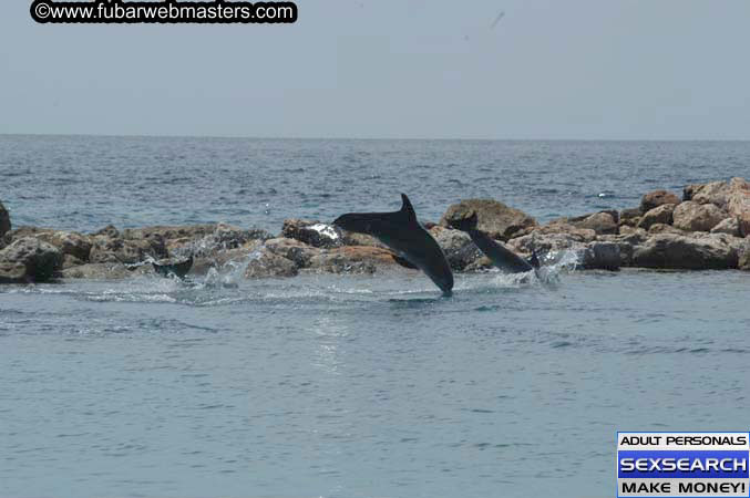 Local Billing Dolphin Encounter and Swim 2005