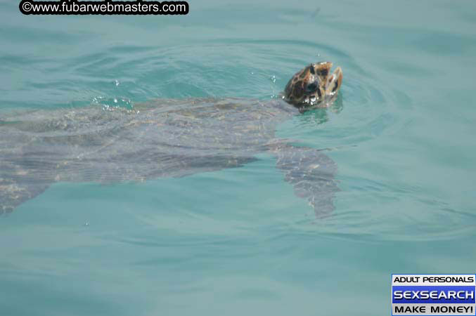  Animal Encounter and Shark Feeding Dive 2005