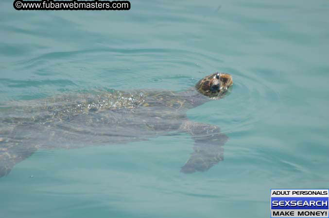  Animal Encounter and Shark Feeding Dive 2005