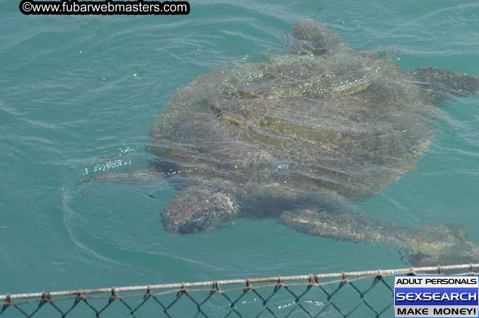  Animal Encounter and Shark Feeding Dive 2005