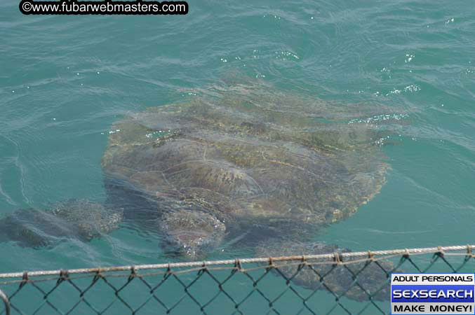  Animal Encounter and Shark Feeding Dive 2005