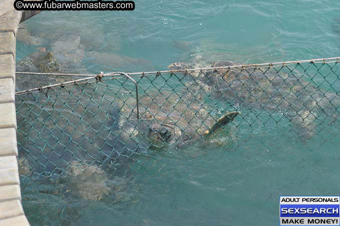  Animal Encounter and Shark Feeding Dive 2005