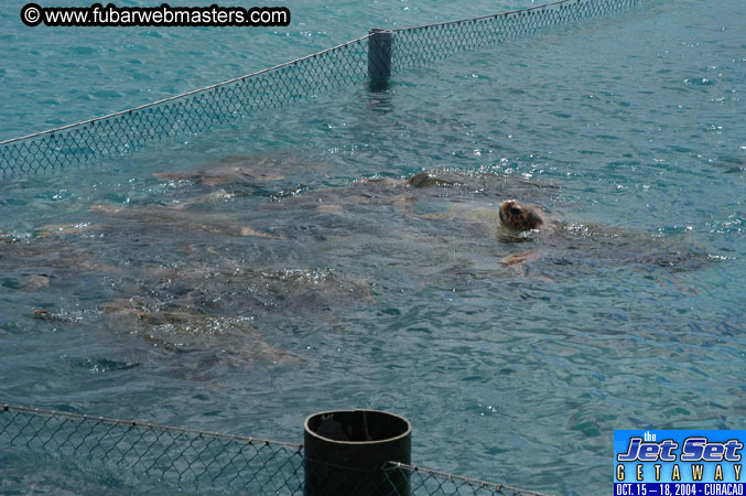 Saturday'sDolphin Swim Adventure and Animal Encounter 2004