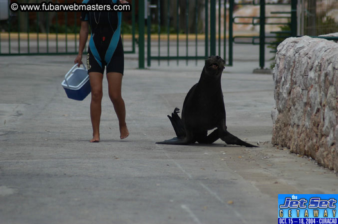 Saturday'sDolphin Swim Adventure and Animal Encounter 2004