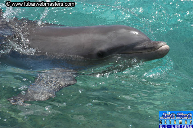 Saturday'sDolphin Swim Adventure and Animal Encounter 2004