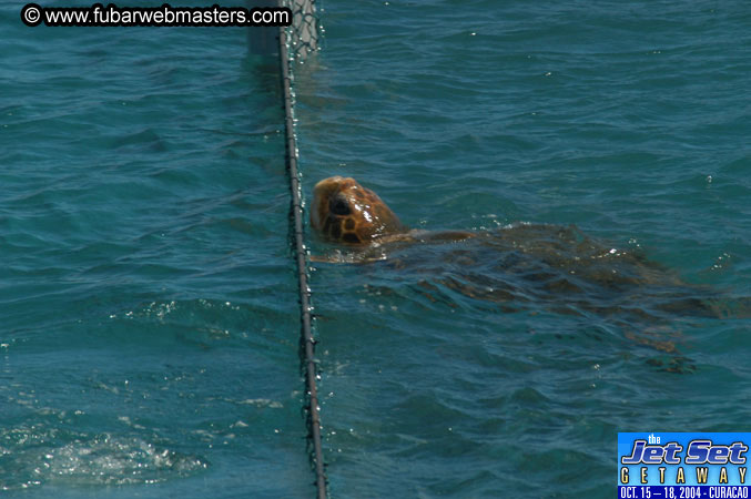 Saturday'sDolphin Swim Adventure and Animal Encounter 2004